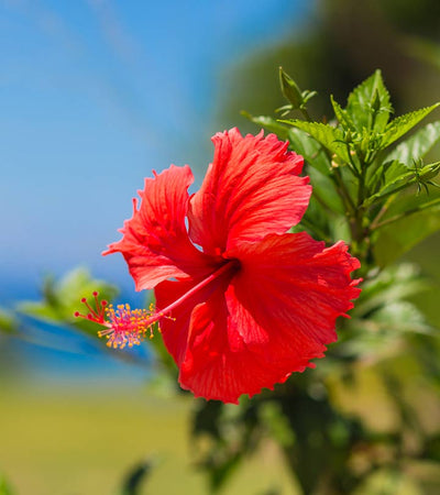 Why we love it - Hibiscus flower
