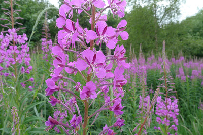 Why we love it - Canadian Willowherb