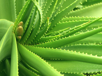 Why we love it - Aloe Barbadensis Leaf Juice